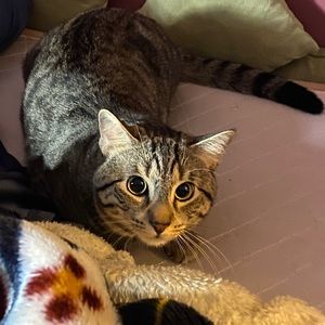 Meet your Posher, Emanuel